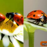10-spiritual-meanings-of-ladybug-with-no-spots-explained