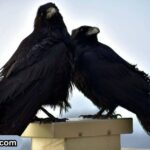 11-spiritual-meanings-of-raven-and-symbolism