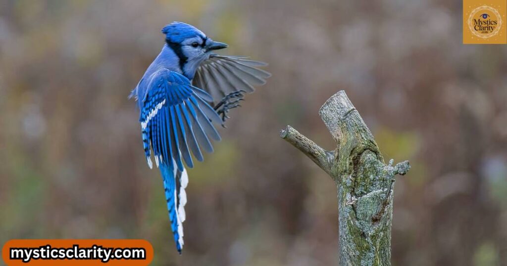 8-spiritual-meanings-behind-the-blue-jay