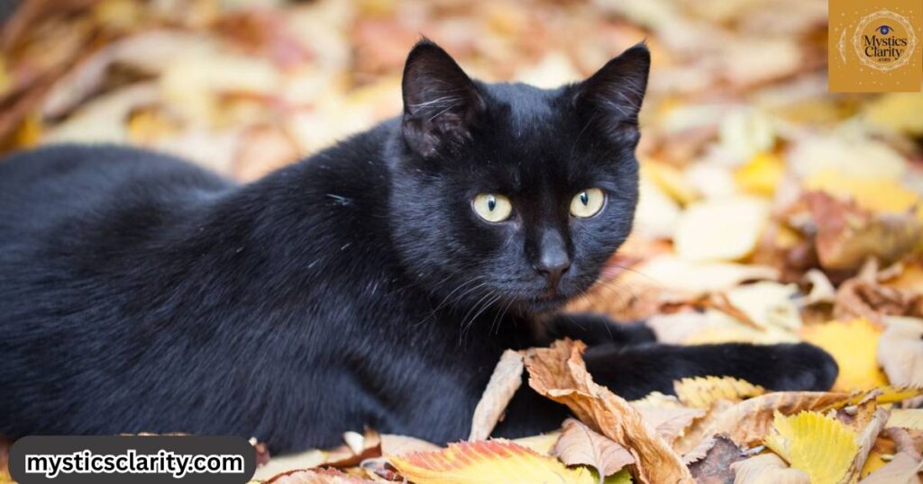 black-cat-power-animal