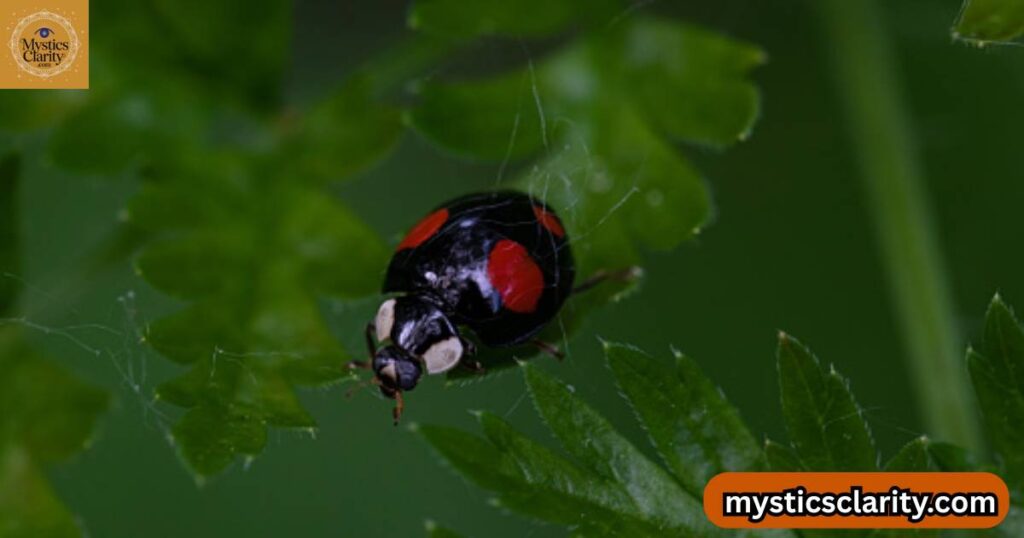 black-ladybugs