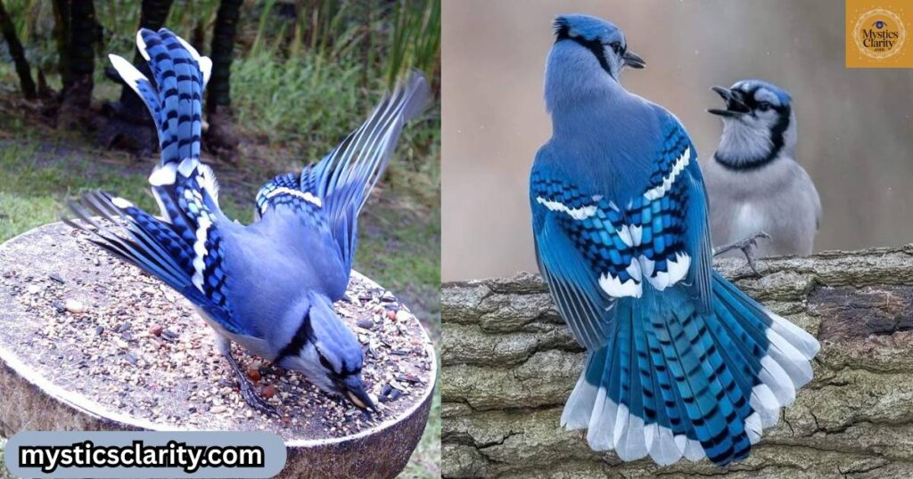 blue-jay-feathers-meanings-in-various-cultures