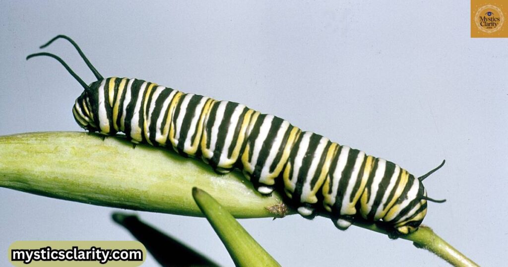caterpillar-totem-spirit-and-power-animal