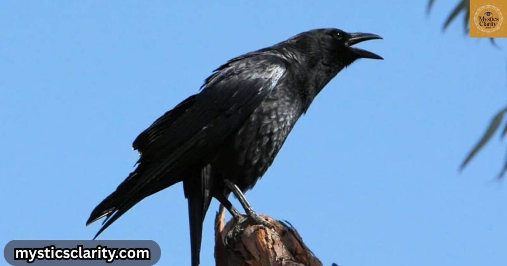 crows-cawing-four-times-spiritual-meaning