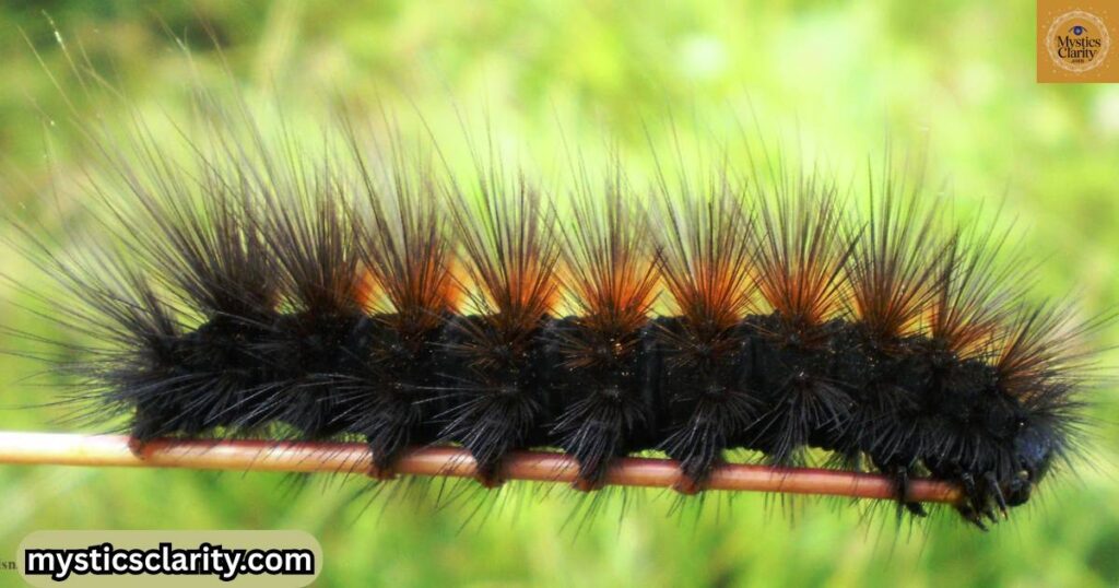 hairy-caterpillar-spiritual-meaning