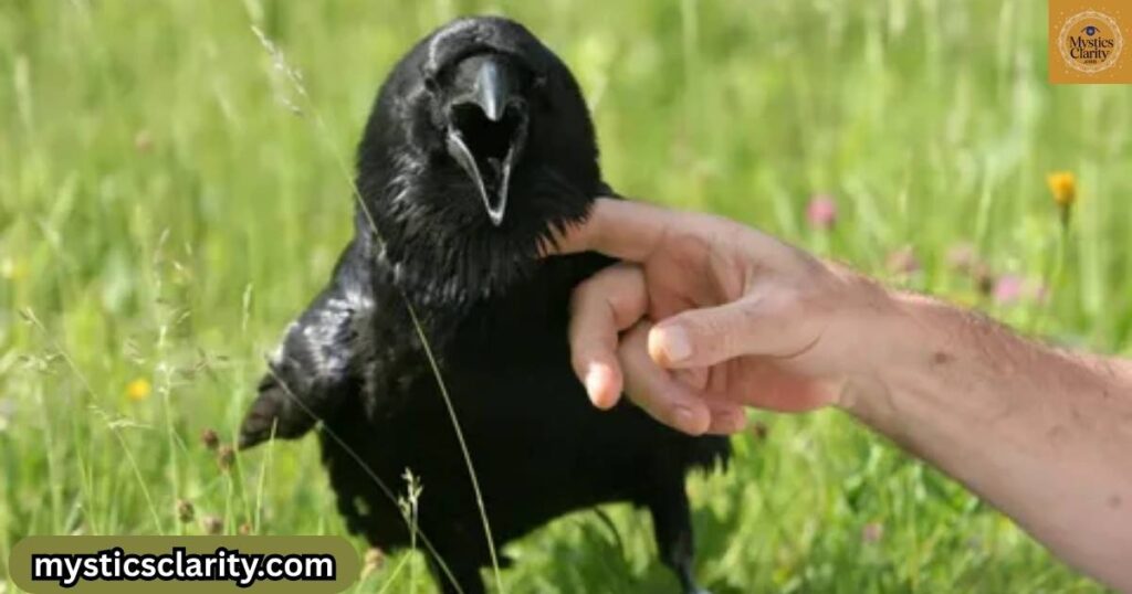 ravens-as-messengers