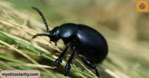 spiritual-meaning-of-black-beetles