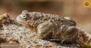 Toad Spiritual Meaning: Embracing Change and Inner Wisdom