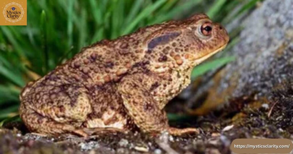 what-do-toads-symbolize-in-literature