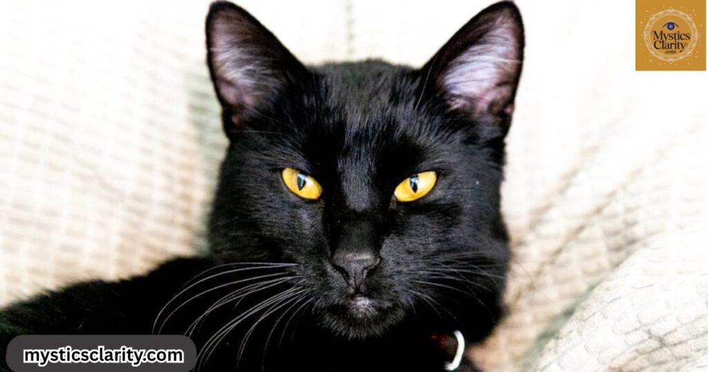 what-does-it-mean-when-a-black-cat-visits-you