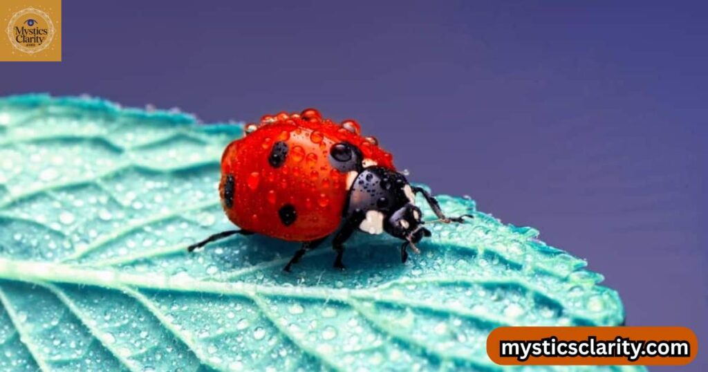 what-is-the-biblical-symbolism-of-a-ladybug