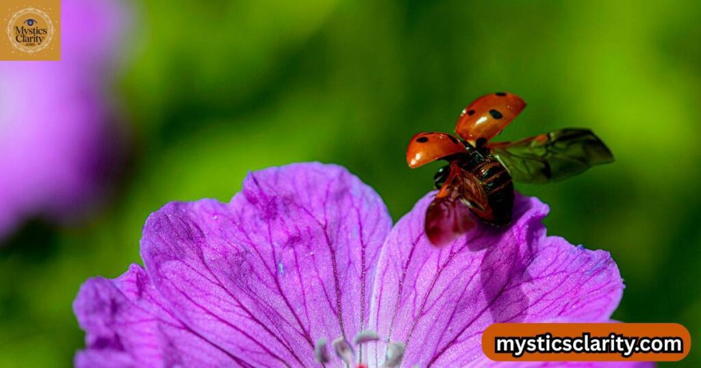what-is-the-spiritual-meaning-of-ladybug-in-love