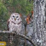 barred-owl-spiritual-meanings-and-symbolism-mystics-clarity
