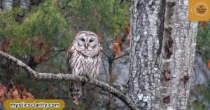 barred-owl-spiritual-meanings-and-symbolism-mystics-clarity