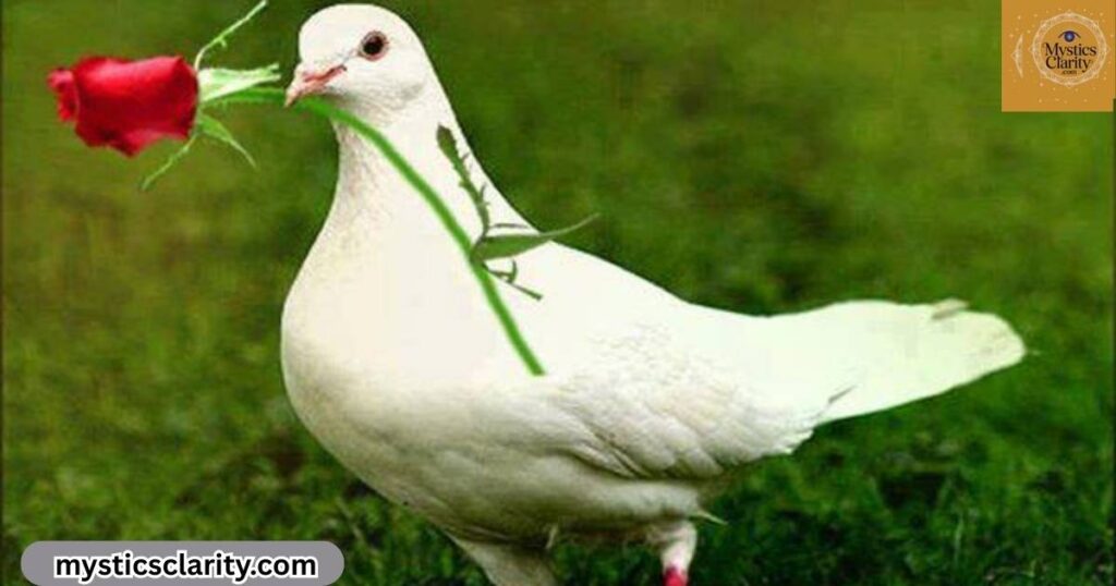 dreaming-of-white-pigeon-meaning