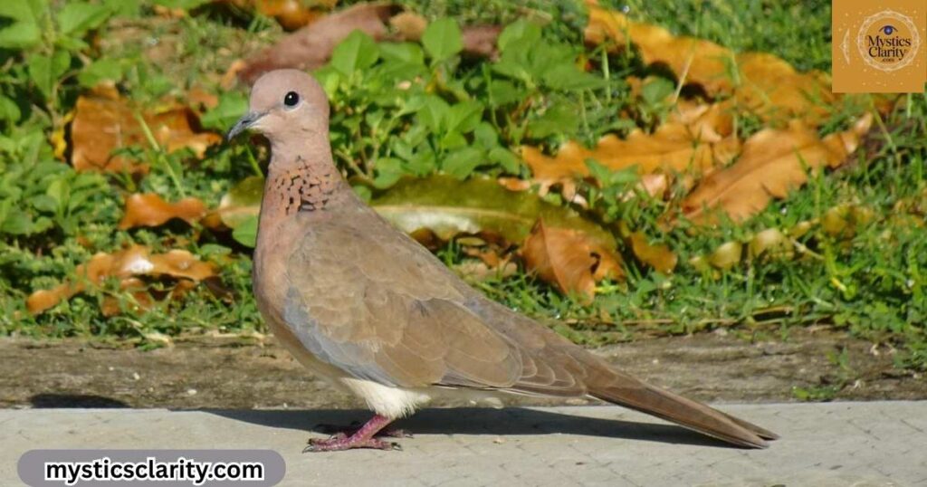 one-grey-dove-meaning