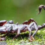 scorpion-spiritual-meaning-and-symbolism-mystics-clarity