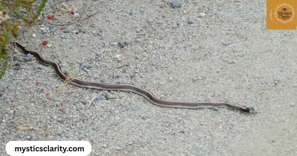 snake-crossing-your-path-from-left-to-right-meaning