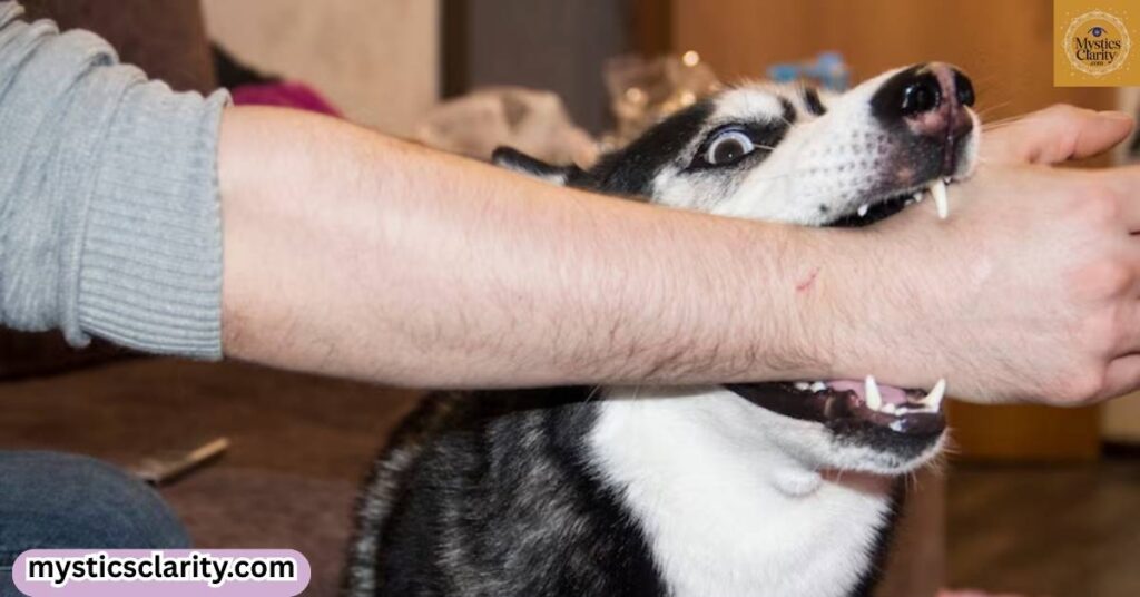spiritual-meaning-of-dog-bite-on-right-hand-in-dream
