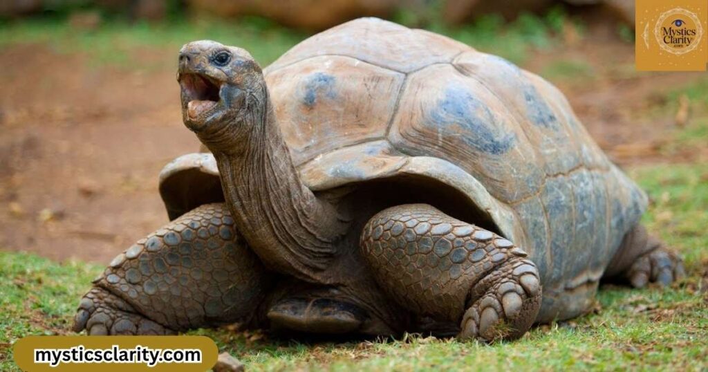 spiritual-meaning-of-seeing-a-tortoise-in-a-dream