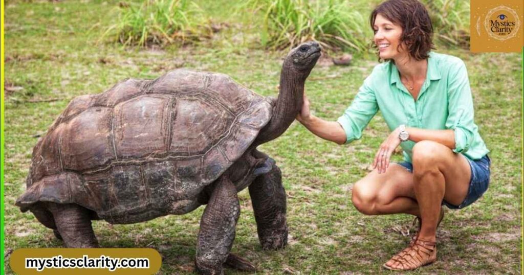 tortoise-power-animal