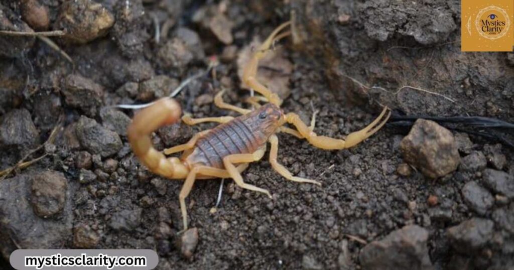 what-different-color-scorpions-symbolize
