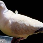 what-does-it-mean-when-a-grey-dove-visits-you