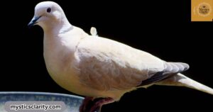 what-does-it-mean-when-a-grey-dove-visits-you