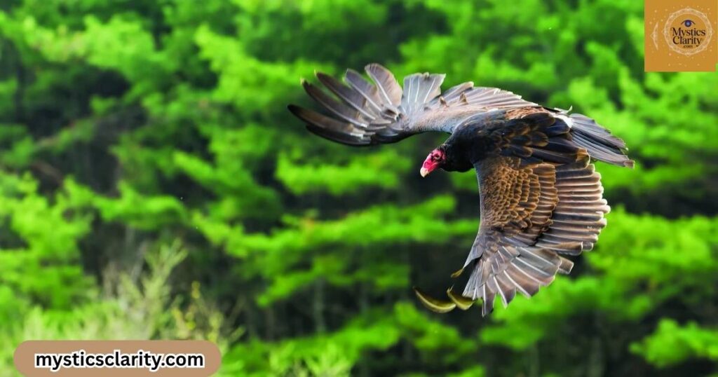 what-does-it-mean-when-you-see-a-vulture-during-the-day