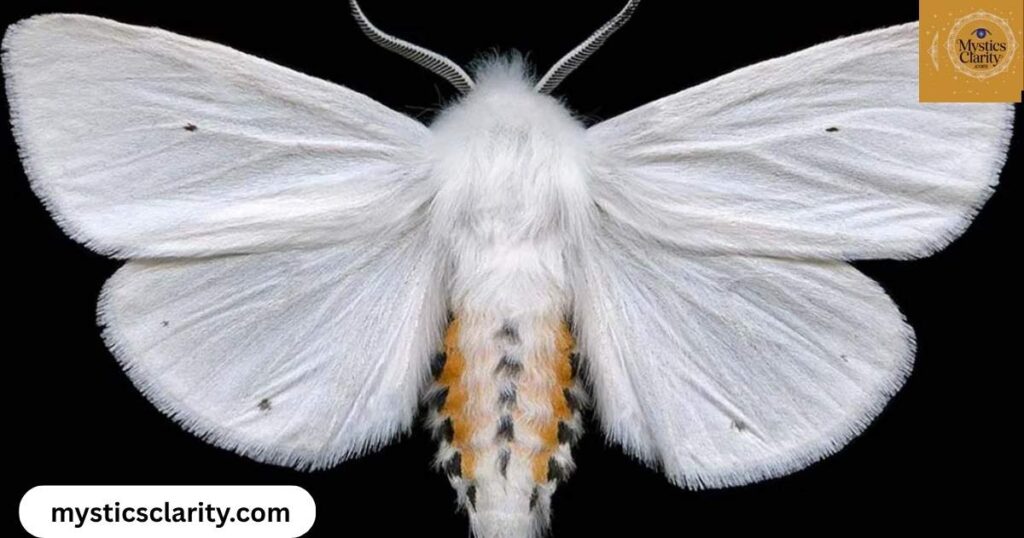 white-moth-meaning-love