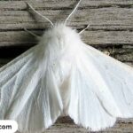 white-moth-spiritual-meaning-and-symbolism-mystics-clarity