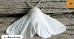 white-moth-spiritual-meaning-and-symbolism-mystics-clarity