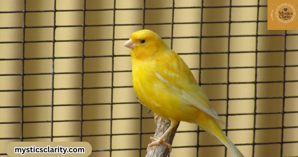 yellow-bird-meaning-in-the-house