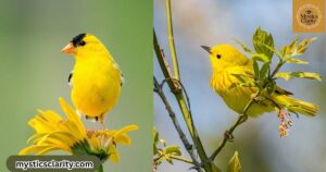 yellow-bird-spiritual-meaning-and-symbolism-mystics-clarity