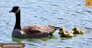 15-sweet-spiritual-meaning-of-geese
