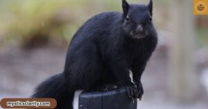 black-squirrel-meaning-symbolism-folklore-spiritual-messages-you-should-know