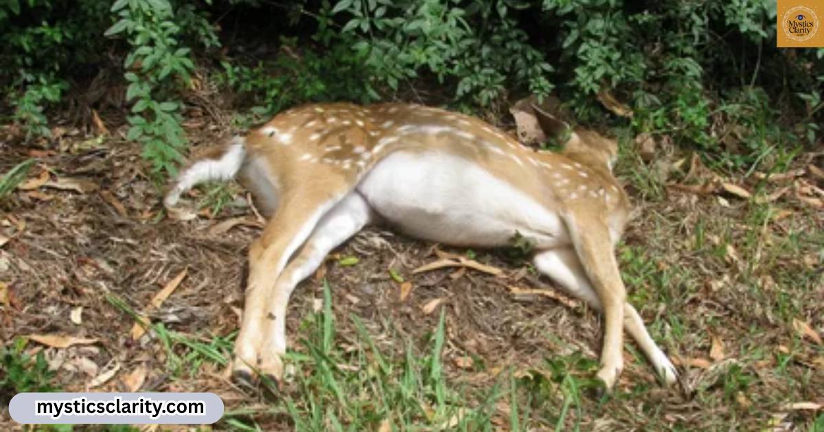 dead-deer-spiritual-meaning-uncovering-mystical-insights