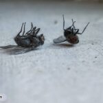 dead-flies-in-house-spiritual-meaning-mystics-clarity