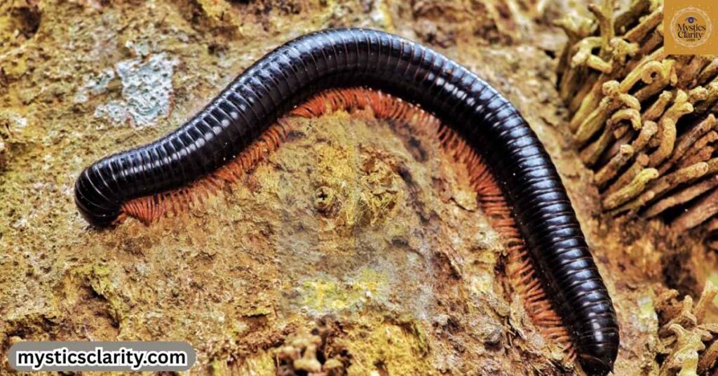 millipede-as-a-spirit-animal-totem