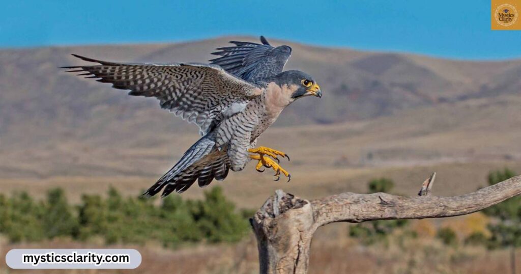 peregrine-falcon-spiritual-meaning