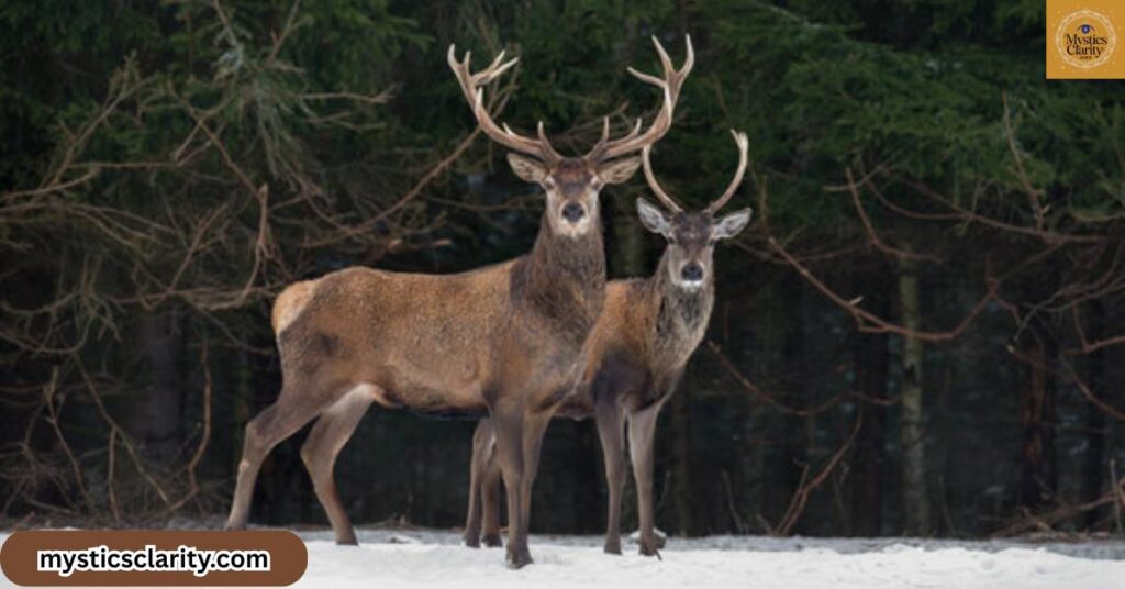 practical-ways-to-connect-with-deer-energy