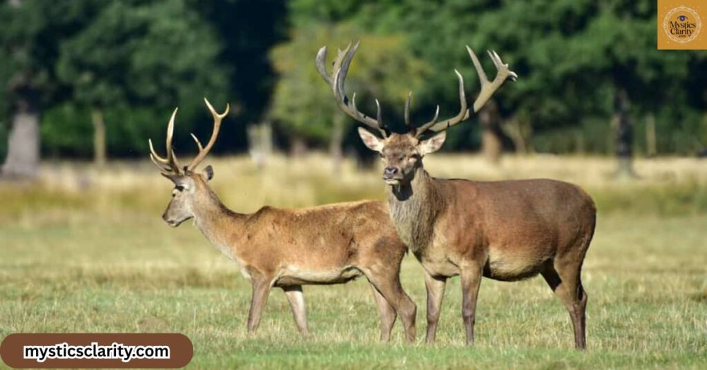 spiritual-lessons-from-the-deer