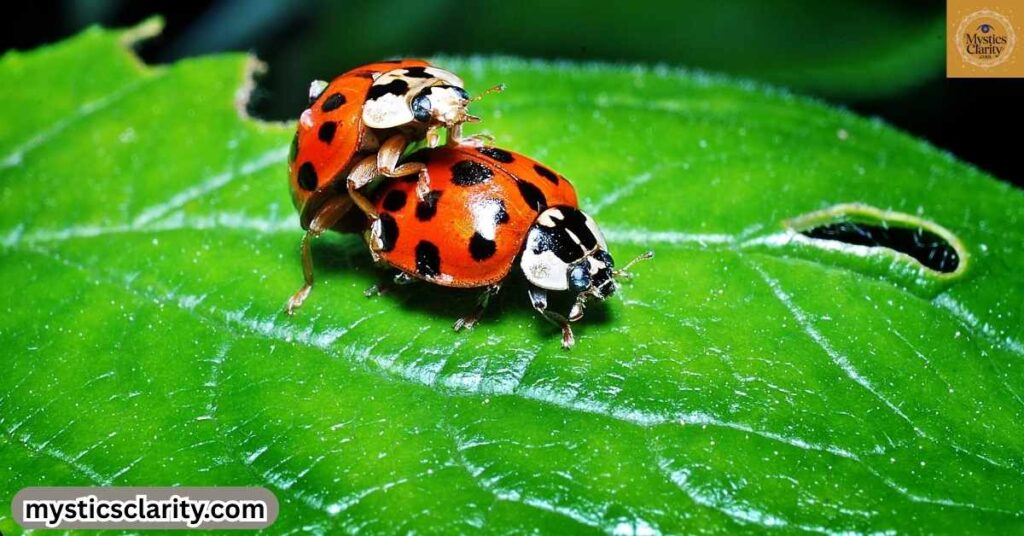 spiritual-meaning-of-a-baby-ladybug-landing-on-you
