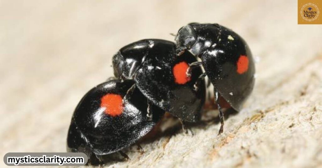 what-is-the-spiritual-meaning-of-ladybugs-in-your-house