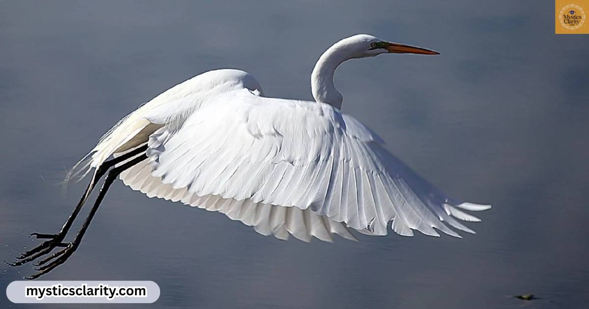 white-crane-spiritual-meaning-embracing-purity-and-transformation