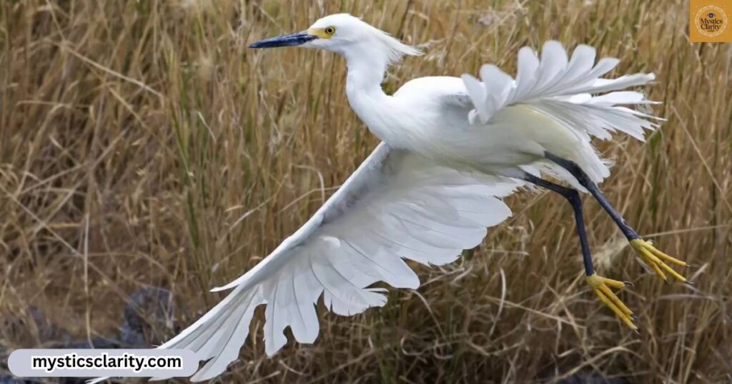 white-crane-symbolic-meaning-and-messages