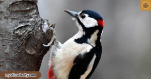 woodpecker-spiritual-meaning-symbolism-omens-and-powerful-messages-from-nature
