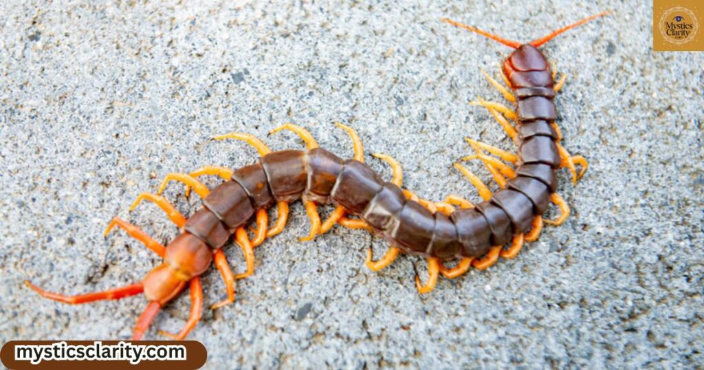 centipede-as-spirit-power-totem-animal