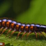 centipede-spiritual-meaning-transformation-protection-hidden-energy