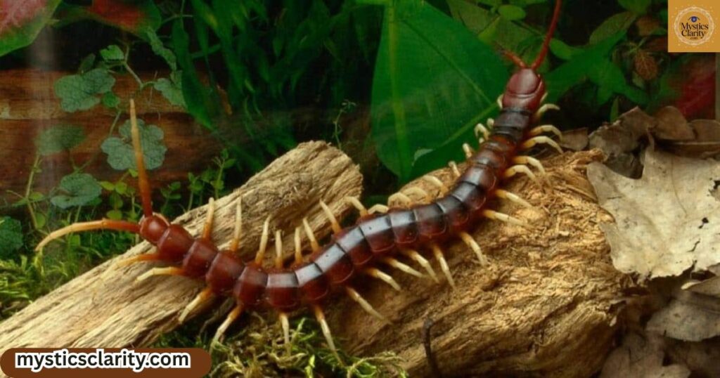 centipede-symbolism-in-different-cultures